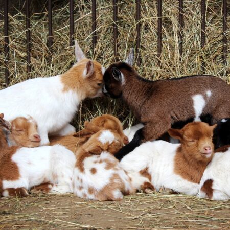 goats-1301709_1280