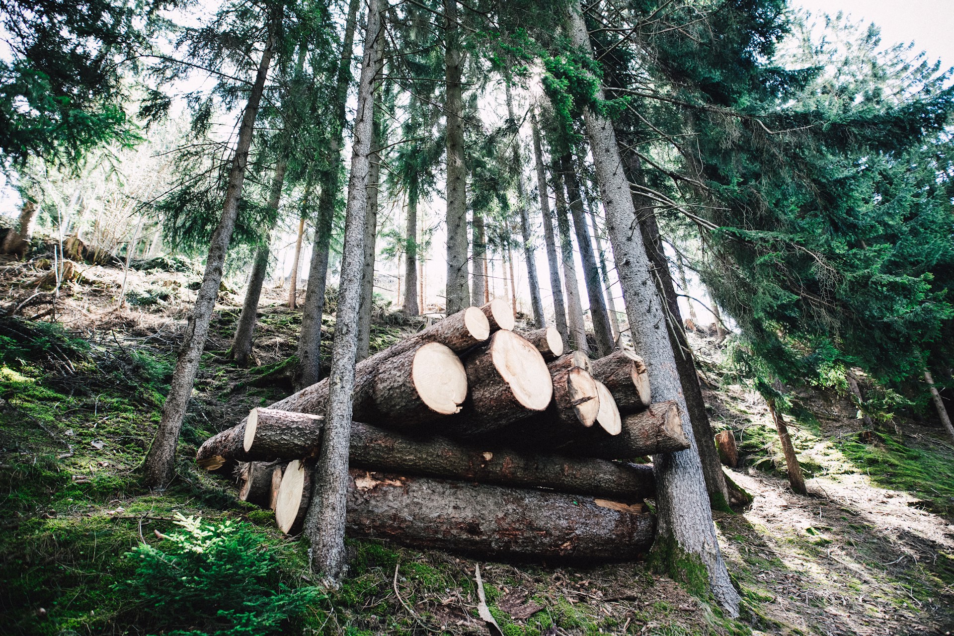 markus-spiske-tSAa1UFoOgI-unsplash