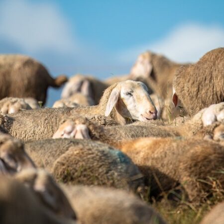 sheep-8338313_1280
