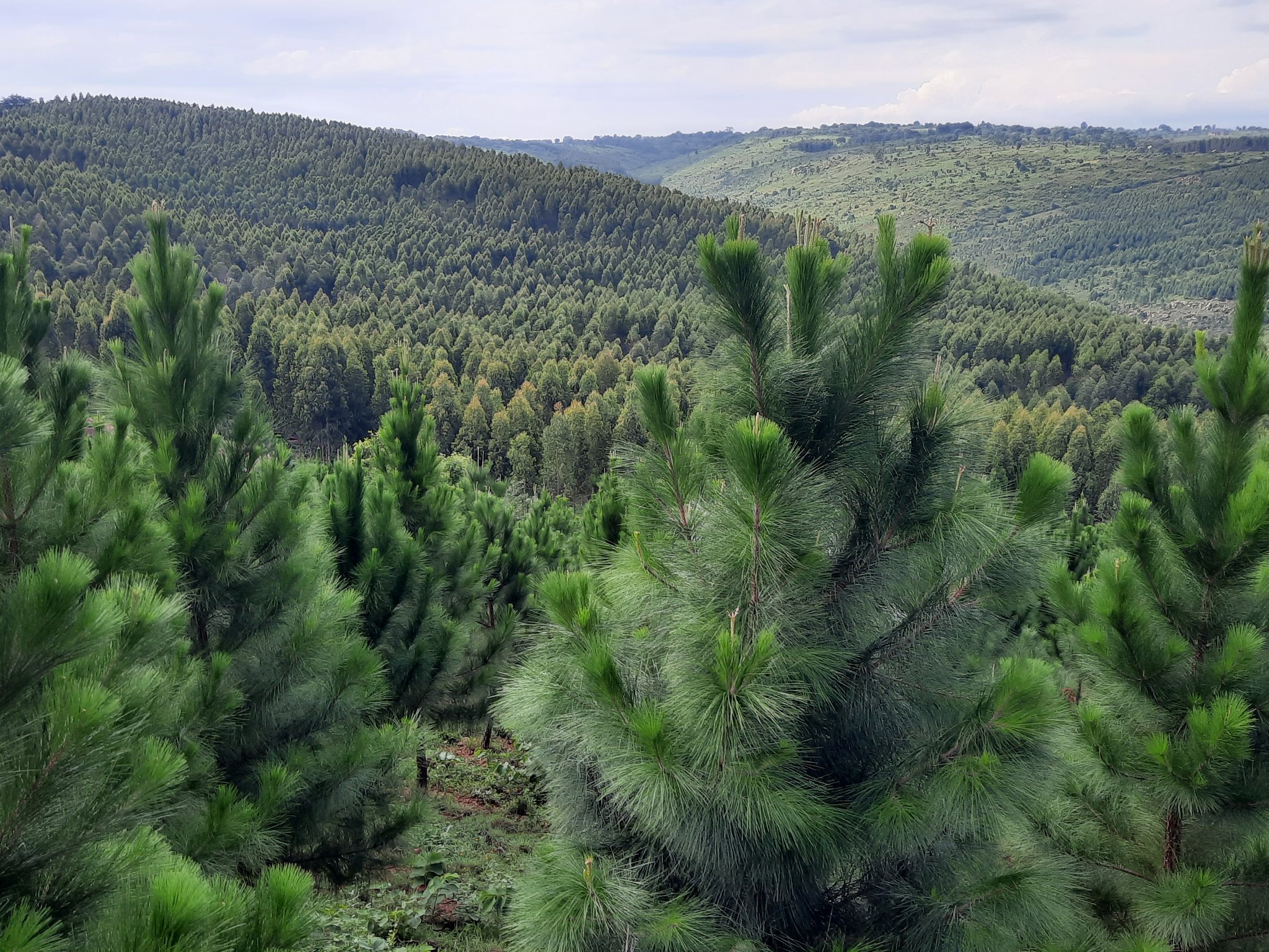 dem farmer forest