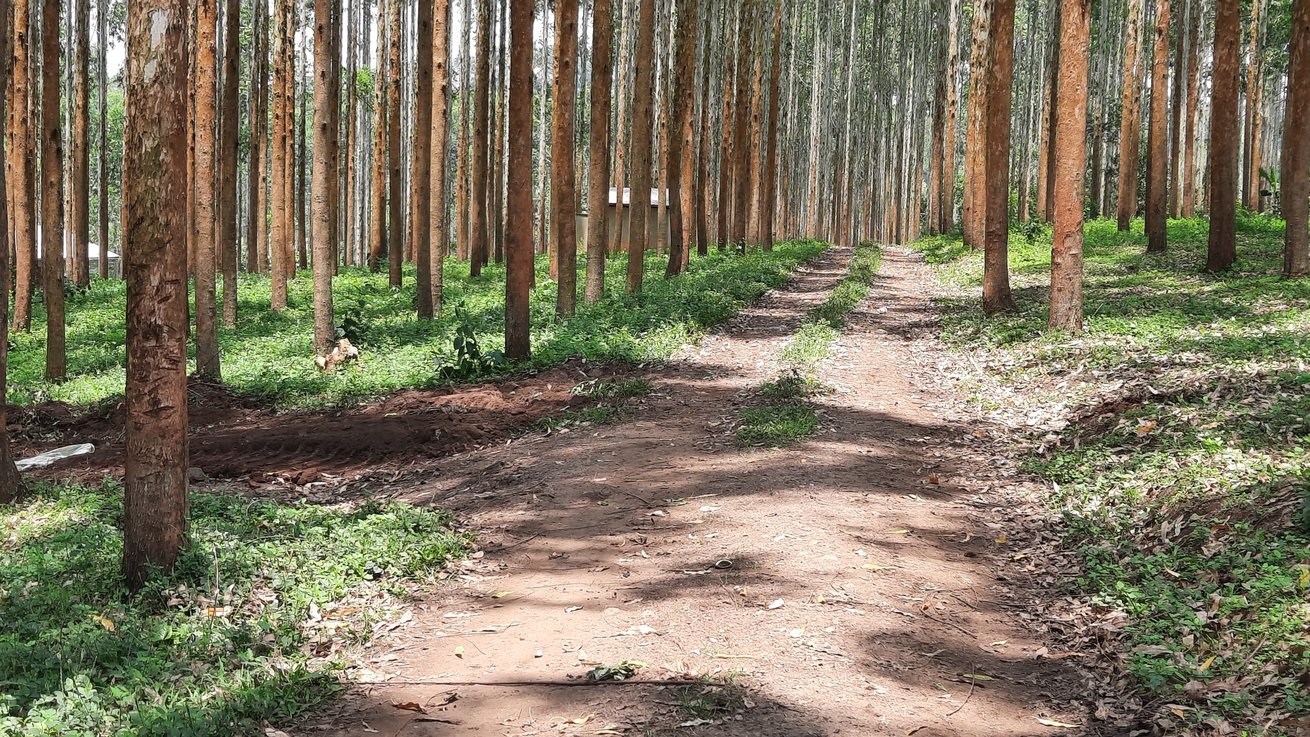 dem forest