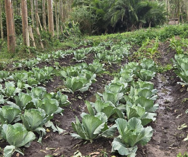 Sustainable Crop Production dem cabbage