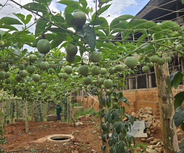 Sustainable Crop Production dem
